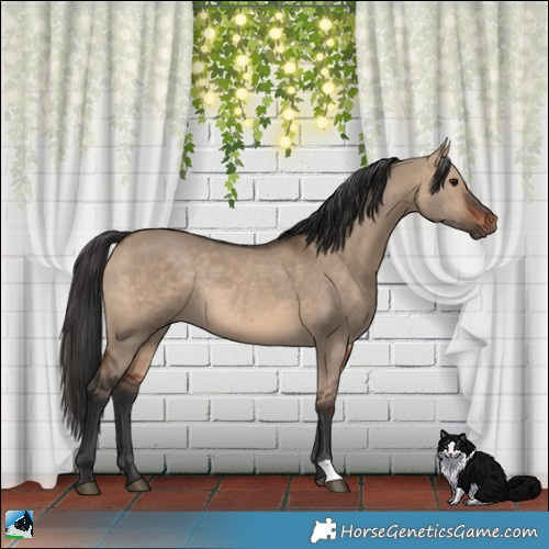 Horse Color:Brown Dun Rabicano