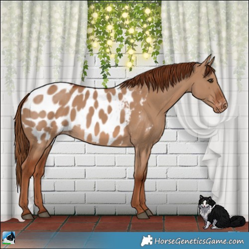 Horse Color:Red Dun Appaloosa