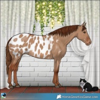 Horse Color:Red Dun Appaloosa
