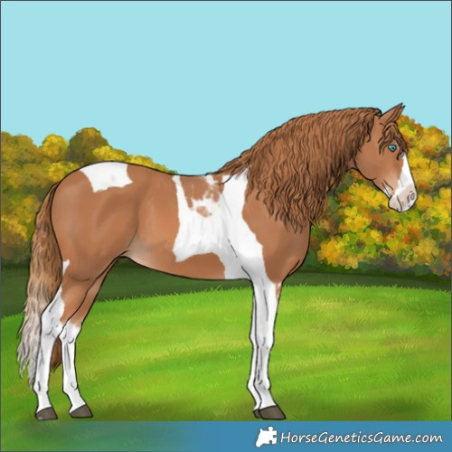 Horse Color:Chestnut Splash Tobiano 