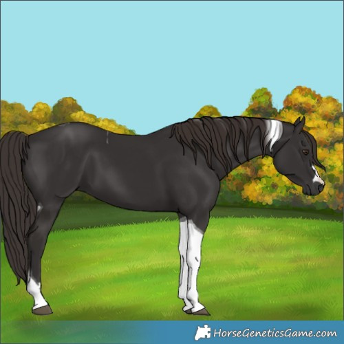 Horse Color:Liver Chestnut Tobiano