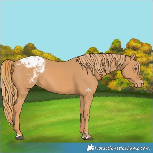 Horse Color:Chestnut Appaloosa