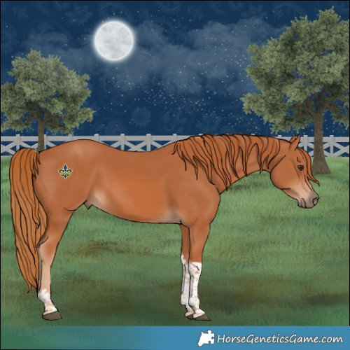 Horse Color:Chestnut Tobiano Rabicano 