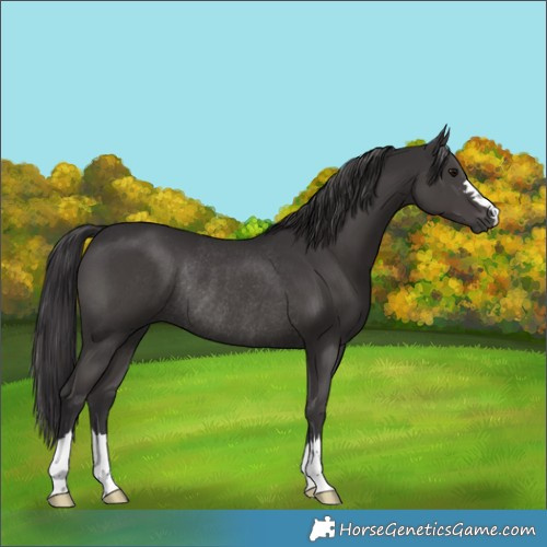 Horse Color:Smoky Black Rabicano 