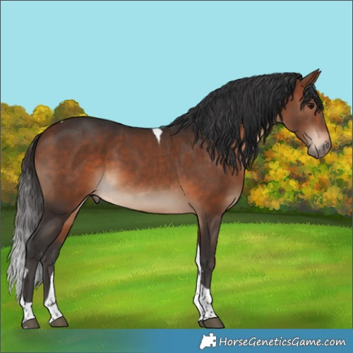 Horse Color:Bay Tobiano 