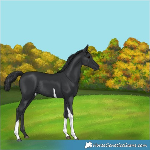 Horse Color:Black Tobiano Rabicano
