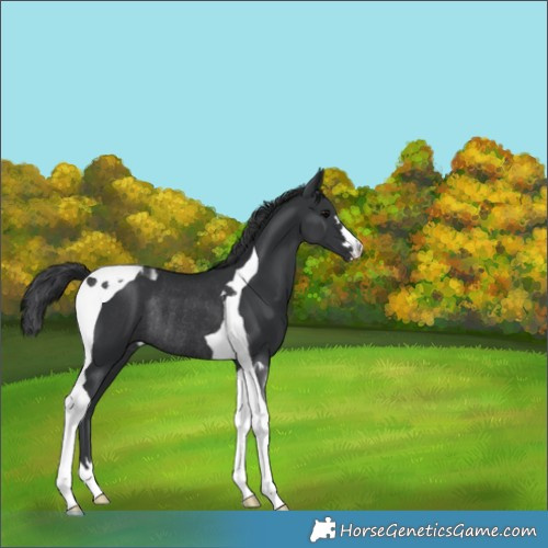 Horse Color:Black Tobiano Rabicano 