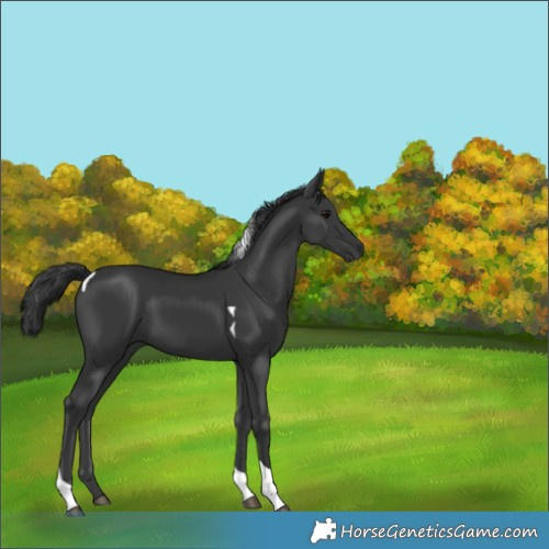 Horse Color:Black Tobiano Rabicano