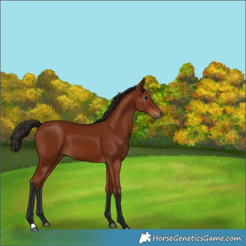 Horse Color:Gray Bay