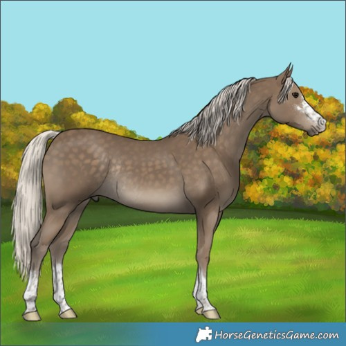 Horse Color:Silver Smoky Black Rabicano 