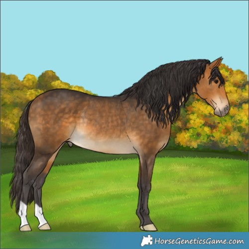Horse Color:Buckskin Rabicano 