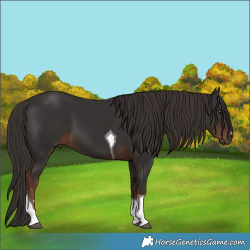 Horse Color:Liver Chestnut Tobiano 