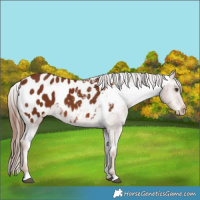 Horse Color:Chestnut Appaloosa