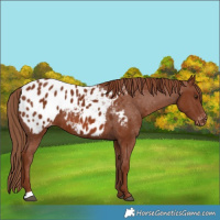 Horse Color:Chestnut Blanket