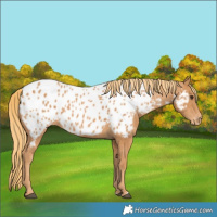 Horse Color:Chestnut Appaloosa 