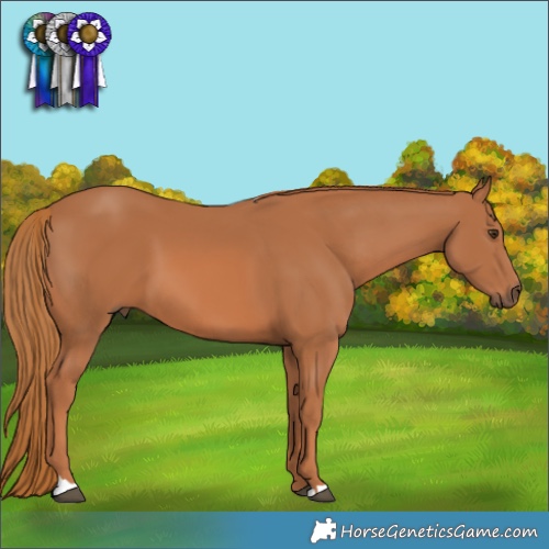 Horse Color:Chestnut 