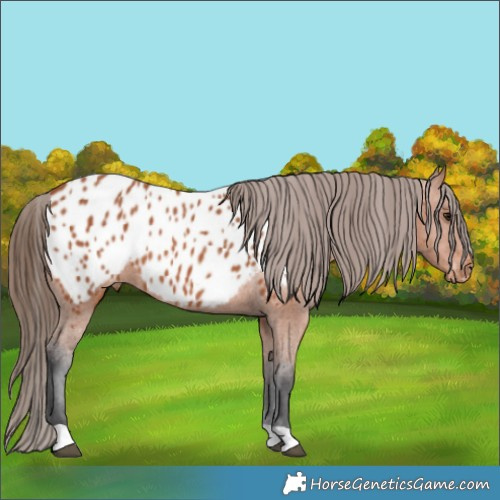 Horse Color:Bay Appaloosa 