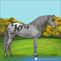 Horse Color:Black Appaloosa 