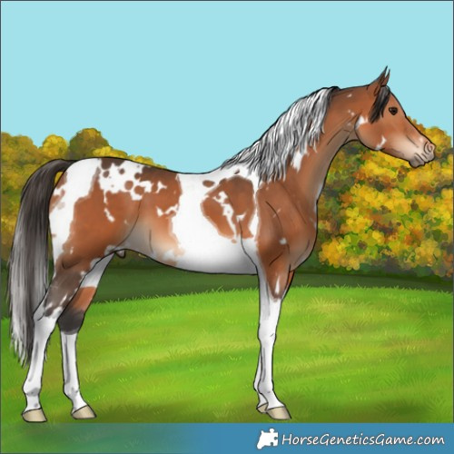 Horse Color:White Spotted Bay Tobiano 