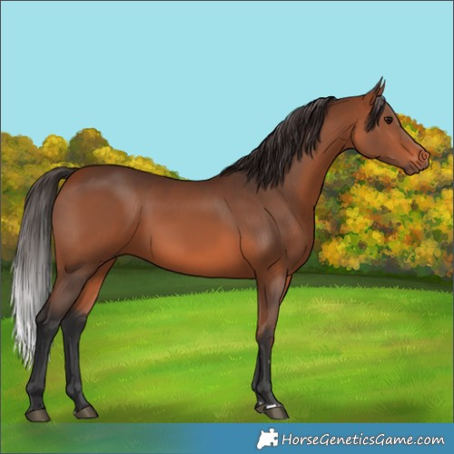 Horse Color:Bay 