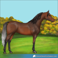 Horse Color:Bay 