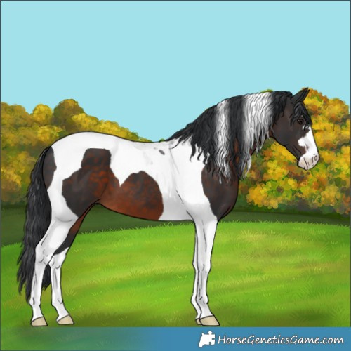 Horse Color:Brown Tobiano 