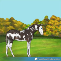 Horse Color:White Spotted Liver Chestnut Splash 