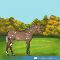 Horse Color:White Spotted Silver Brown Dun 