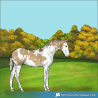 Horse Color:White Spotted Silver Buckskin Dun Splash 