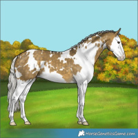 Horse Color:White Spotted Silver Buckskin Dun Splash 