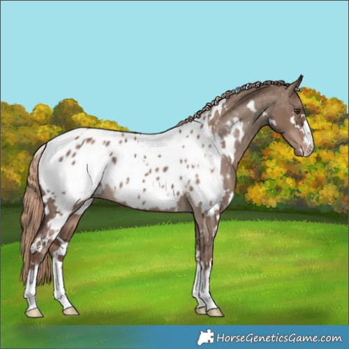 Horse Color:White Spotted Liver Red Dun Appaloosa 
