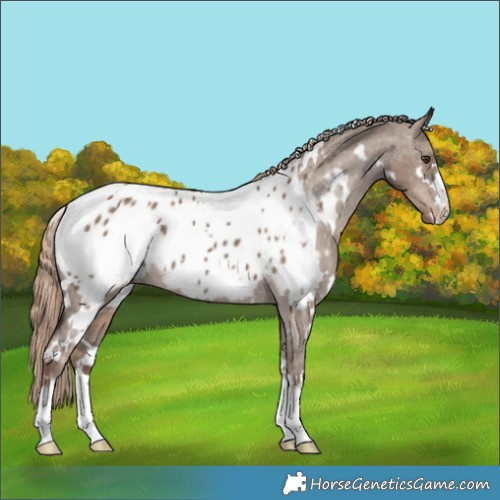 Horse Color:White Spotted Liver Red Dun Appaloosa 