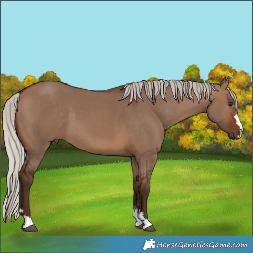 Horse Color:Silver Brown Dun 