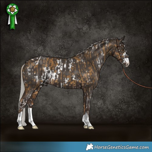 Horse Color:White Spotted Chocolate Palomino Dun  and Silver Black 