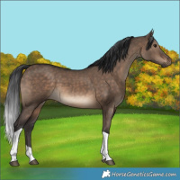 Horse Color:Brown Dun Tobiano 