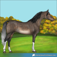 Horse Color:Brown Dun Tobiano 