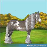 Horse Color:Gray White Spotted Silver Smoky Grullo Splash 