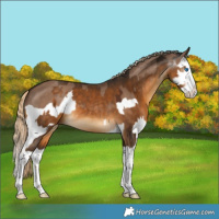 Horse Color:Liver Red Dun Splash and Gray Chocolate Palomino Splash