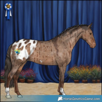 Horse Color:Liver Red Dun Appaloosa Brindle