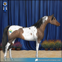 Horse Color:Brown Dun Tobiano 