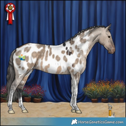 Horse Color:Brown Dun Tobiano Appaloosa 