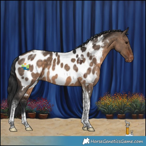 Horse Color:Brown Dun Tobiano Appaloosa