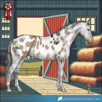 Horse Color:Brown Dun Tobiano Appaloosa 