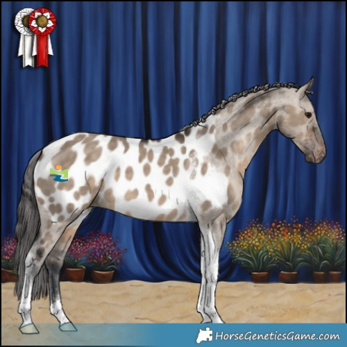 Horse Color:Brown Dun Tobiano Appaloosa 