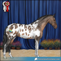 Horse Color:Brown Dun Tobiano Appaloosa