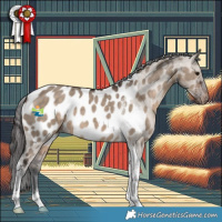 Horse Color:Brown Dun Tobiano Appaloosa 