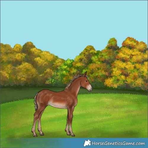 Horse Color:White Spotted Chestnut 