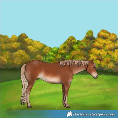 Horse Color:White Spotted Chestnut 