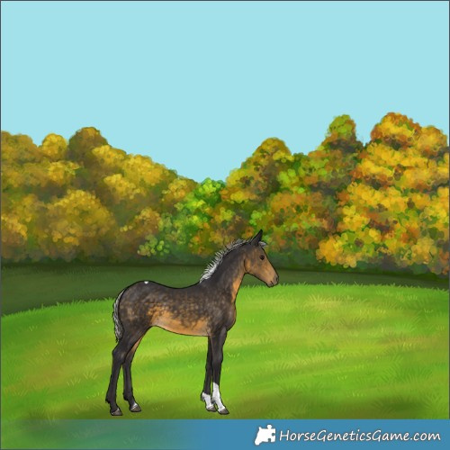 Horse Color:Silver Buckskin Tobiano 