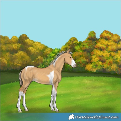 Horse Color:White Spotted Palomino Dun Tobiano 